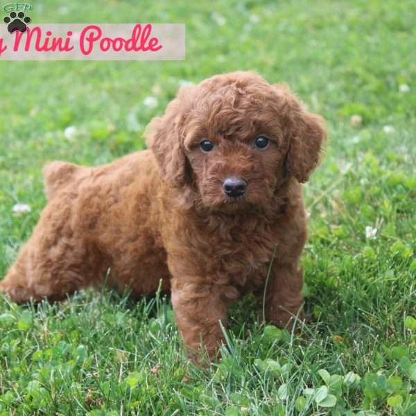 Abby, Miniature Poodle Puppy